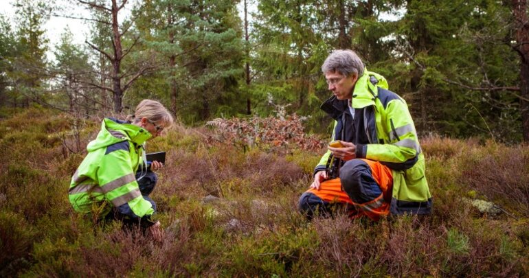 en kvinna och man som inspekterar skogsmark