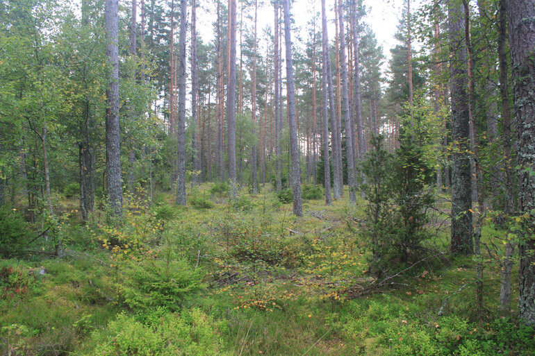 Skog