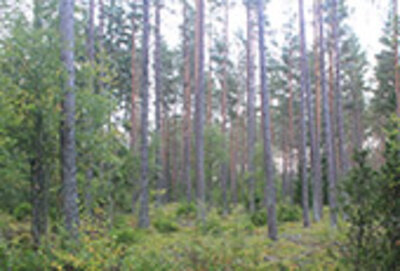 skog