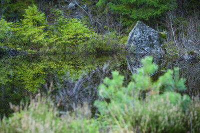 Skog vid vatten.