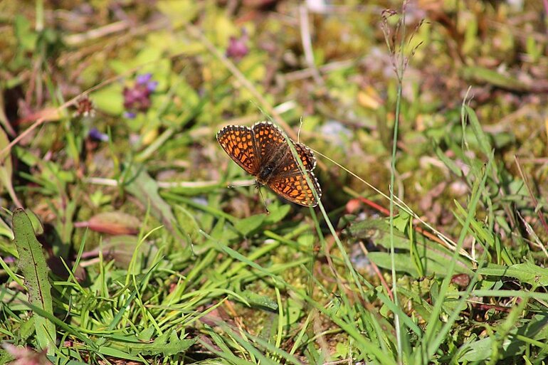 Fjäril i naturen