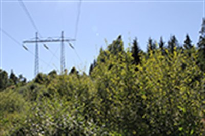 Kraftledningsstolpe och ledning i skog